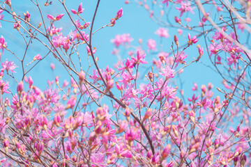 春に咲く桜の花