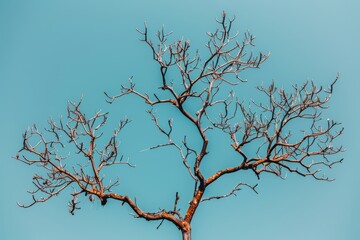 Tree silhouette against clear blue sky nature photography minimalist style outdoor scene artistic viewpoint serenity concept