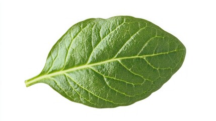 Obraz premium Close-up of a Vibrant Green Leaf