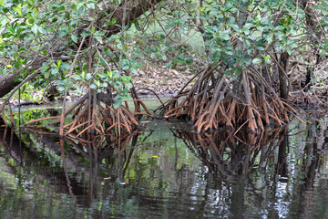 Mangroves in Curlew Creek, Coochiemudlo Island, Queensland, Australia