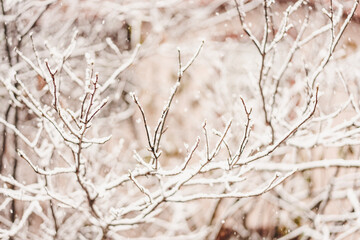 Fluffy snow on tree branches, beautiful winter background and texture