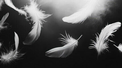 Obraz premium Delicate white feathers gracefully floating against a dark backdrop, creating a serene and tranquil atmosphere at dusk