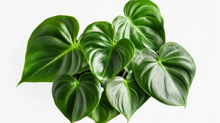 Stunning Heart-Shaped Plant Leaves