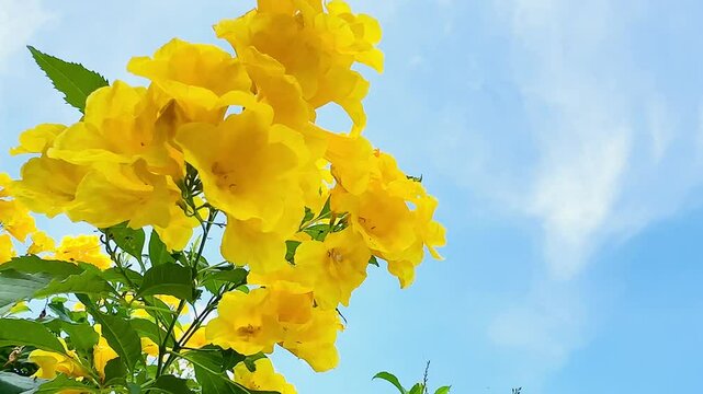 4K Urai slut blooms beautifully yellow in the garden with bright blue sky