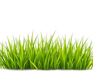 Fototapeta premium green grass isolated on white background