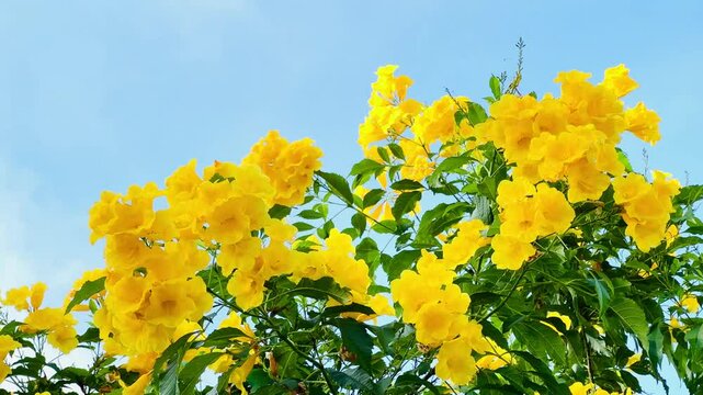 4K Urai slut blooms beautifully yellow in the garden with bright blue sky
