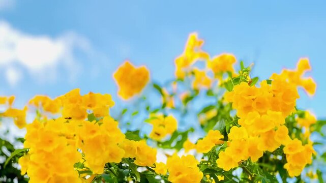 4K Urai slut blooms beautifully yellow in the garden with bright blue sky