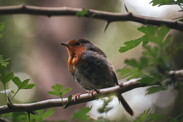 robin on a branch