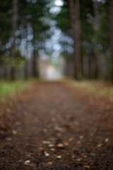 Blurred Forest Pathway. Autumn Leaves and Colors