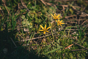 yellow flowers in the grass