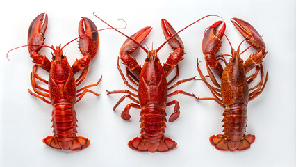 Raw Lobster Collection on White Background