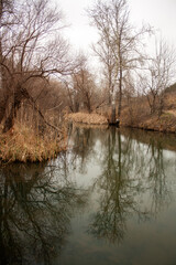 winter landscape with trees and snow