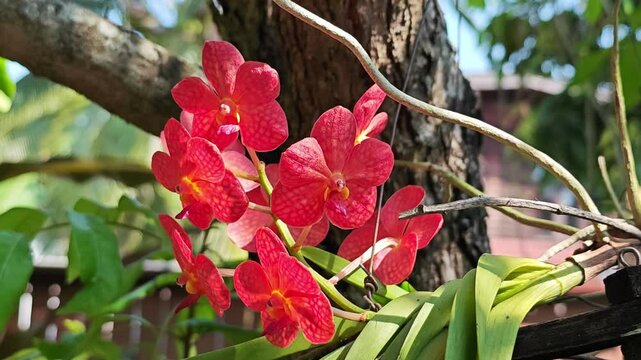 Vanda  orchid isolated on  a background
