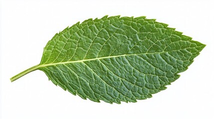 Obraz premium Close-up of a vibrant green leaf