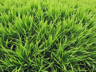 Fototapeta premium Lush green grass texture background perfect for design projects, pattern
