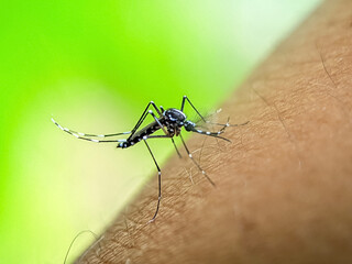 A close-up of a mosquito as it lands on human skin. The image vividly shows the insect's features...