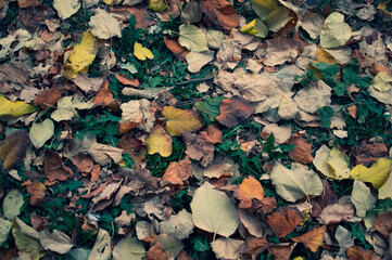 autumn leaves background
