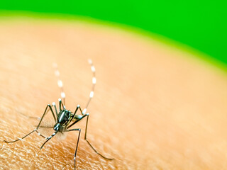 A close-up of a mosquito perched on human skin, showcasing its intricate body structure and delicate legs. This image highlights the mosquito's role in nature and its potential as a carrier