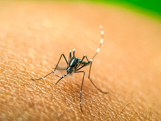 A close-up of a mosquito perched on human skin, showcasing its intricate body structure and delicate legs. This image highlights the mosquito's role in nature and its potential as a carrier