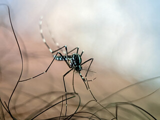Mosquito resting on human skin with visible hair. This photo is perfect for illustrating articles on mosquito-borne diseases, pest control, or outdoor activities. 