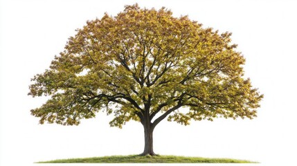 Majestic Autumn Tree in Nature's Embrace