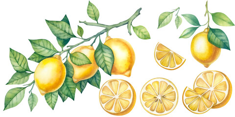 watercolor illustrations of lemons. Hand painted ripe lemon branches with green leaves for your design.Lemons on a branch.Large watercolor botanical set of lemon drawings