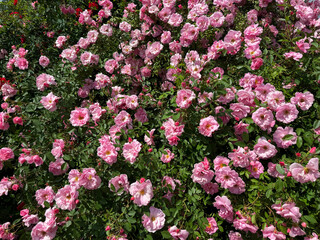 Rose bush pink flowers Rosa polyantha