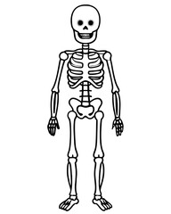 human skeleton vector illustration line art transparent background