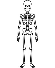 human skeleton vector illustration line art transparent background