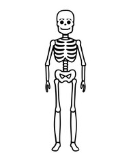 human skeleton vector illustration line art transparent background