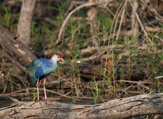 A vibrant purple gray headed swamphen is standing tall amidst a backdrop of lush green foliage and a wooden tree. The birds feathers appear to have a metallic sheen, adding to its striking appearance.