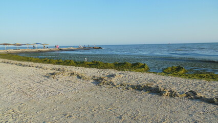 algae on the seashore