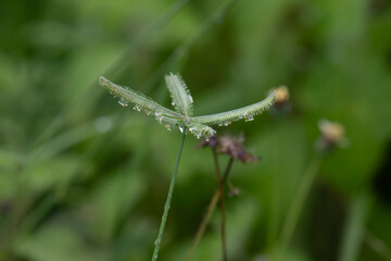 A close up photo of a delicate green plant with feathery, branched seeds heads. The plant is in focus against a blurred green background.