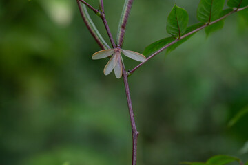 A small, delicate insect with translucent wings is perched on a thin, brown stem. The background is blurred green.