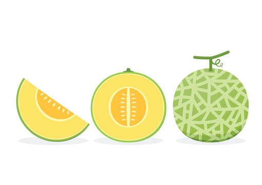 Melon logo vector. melon on white background. Half melon.
