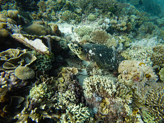 Green Sea Turtle Chelonia Mydas Resting Underwater on the Coral Reef in Komodo, Indonesia