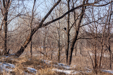 trees in the snow