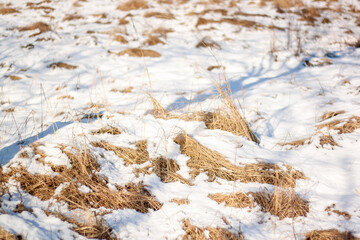 grass in the snow