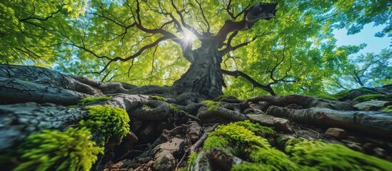 Fototapeta premium Sunlight Filtering Through Tree Canopy and Roots