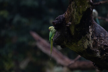 A vibrant green parakeet sits perched on a weathered tree branch. The background is a lush green foliage, likely a dense forest or a well maintain garden.