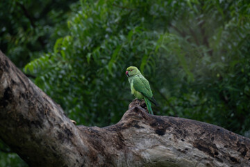 A vibrant green parakeet sits perched on a weathered tree branch. The background is a lush green foliage, likely a dense forest or a well maintain garden.