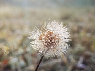 Wet dandelion flower on the morning sun. Melting morning ice on dandelion plant with dew drops on it