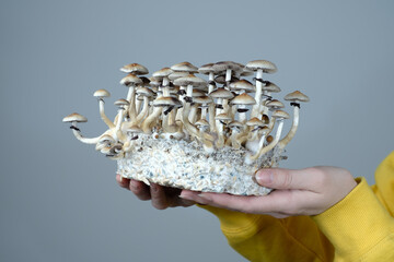 Mycelium block of Psilocybe Cubensis magic mushrooms in a hand on grey background.