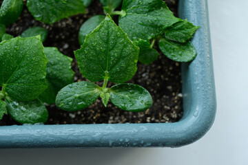 Young sprouts of cucumber seedlings