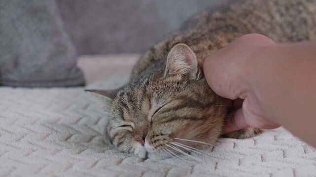 A gray tabby Scottish Fold cat is sleeping on the sofa and playing happily with its owner.