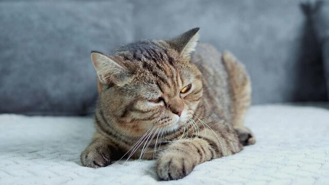 A gray tabby Scottish Fold cat is sleeping on the sofa and playing happily with its owner.