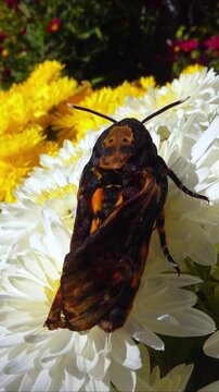 African death's-head hawkmoth Acherontia atropos - large rare hawk moth with poorly spread wings on flowers in the garden, southern Ukraine