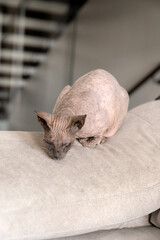 gato Sphinks en casa en sofa
