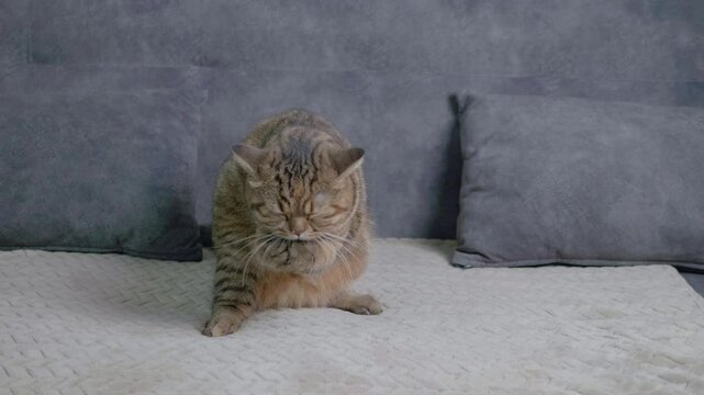 A Scottish Fold cat is happily and deliciously eating the food that its owner offers from above on the sofa.