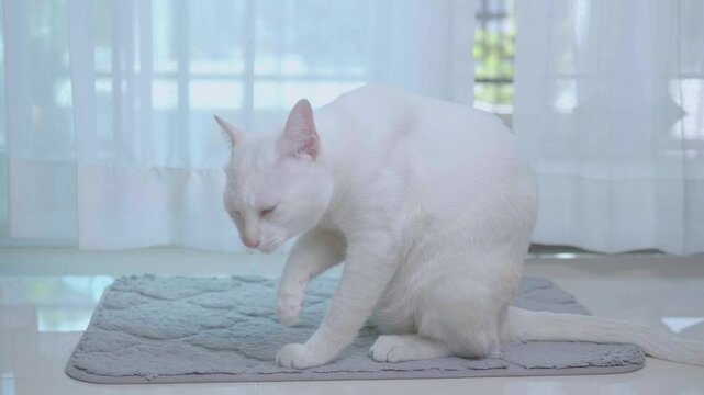 A cute white cat is sitting in the house, licking its legs and body to clean itself. Behind it is a beautiful flowing white curtain.